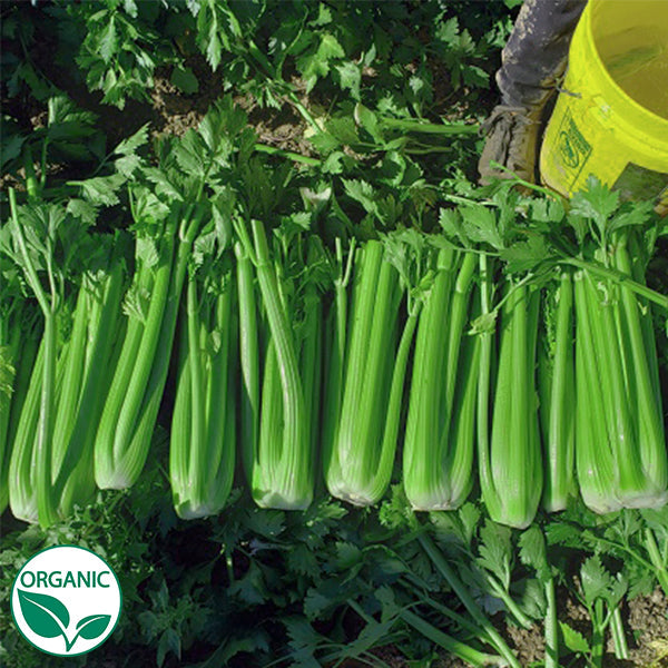 organic celery seeds for planting Merengo F1 Organic, NOP-Compliant Pellet, Celery Seeds