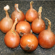 Powell Untreated Onion