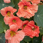 Salmon Baby Untreated Nasturtium