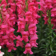 Potomac™ Cherry Rose F1 Untreated Snapdragon