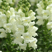 Potomac™ Ivory White F1 Untreated Snapdragon