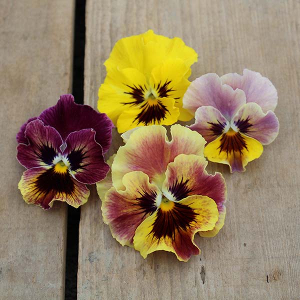 plant viola seeds Frizzle Sizzle Mini Mix Viola 500 seeds