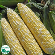 Allure F1 Organic Corn