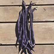 Carminat Untreated Bean