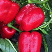 Mercer F1 Untreated Pepper