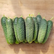Gracie F1 Treated Cucumber