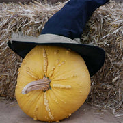 Bad Jelly F1 Untreated Pumpkin