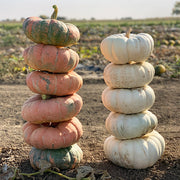 Moon Stacker F1 Untreated Pumpkin