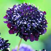 Black Knight Untreated Scabiosa