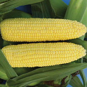 Vision MXR F1 Untreated Corn