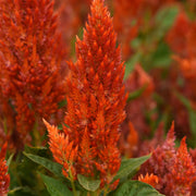 Sunday™ Orange Untreated, Conventional Pellet Celosia