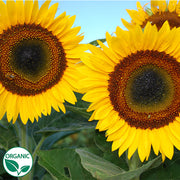 Taiyo Organic Sunflower