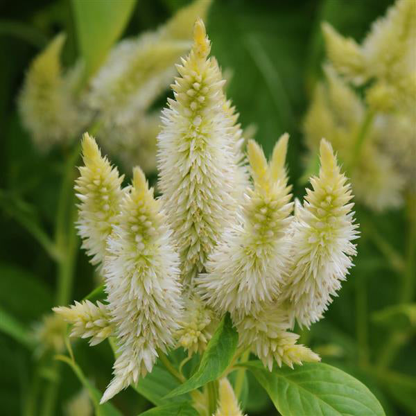 plant celosia seeds Celway™ White Untreated, Conventional Pellet Celosia Seeds
