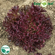 Burgandy Organic, NOP-Compliant Pellet, Lettuce