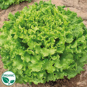 Muir Organic, NOP-Compliant Pellet, Lettuce