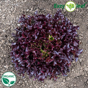 Ezflor Organic, NOP-Compliant Pellet, Lettuce