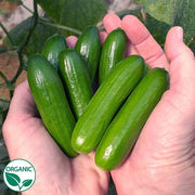 Minime F1 Organic Cucumber