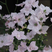 Jenny's™ Pearl Pink F1 Untreated Delphinium