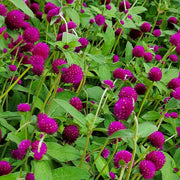 Audray Purple Red Untreated Gomphrena