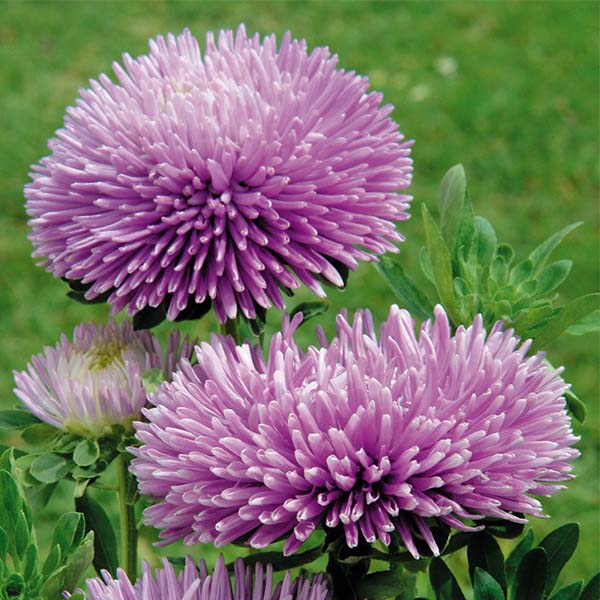 plant aster seeds Gala Lavender Untreated Aster Seeds