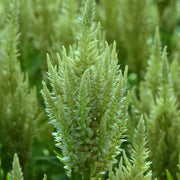 Sunday™ Green Untreated, Conventional Pellet Celosia