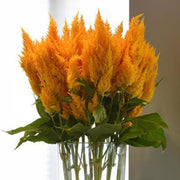 Sunday™ Gold Untreated, Conventional Pellet Celosia
