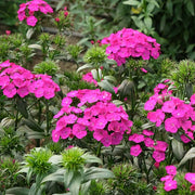 Sweet™ Neon Purple F1 Untreated, Conventional Pellet Dianthus