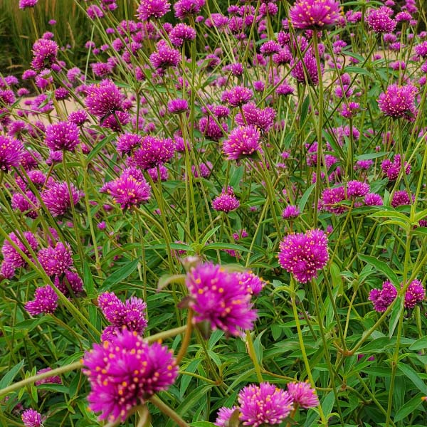 truffula flower seeds Fireworks Untreated, Conventional Pellet Gomphrena Seeds