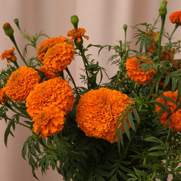 xochi marigold seeds Xochi F1 Untreated, Conventional Pellet Marigold Seeds