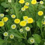 Vegmo Yellow Untreated, Conventional Pellet Matricaria (Feverfew)