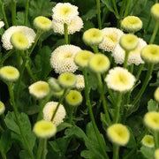 Vegmo Snowball Extra Untreated, Conventional Pellet Matricaria (Feverfew)