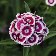 Sweet™ Purple White Bicolor F1 Untreated, Conventional Pellet Dianthus