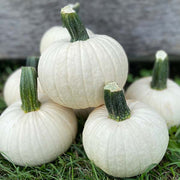 Icicle F1 Treated w/Farmore Pumpkin