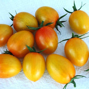 Sunset Torch MPR F1 Untreated Tomato