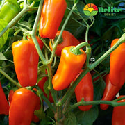 Orange Delite® F1 Untreated Pepper
