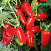 Ruby Delite® F1 Untreated Pepper