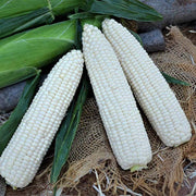 Endurance MXR F1 Untreated Corn