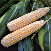 Salute XR F1 Untreated Corn