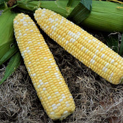 Troubadour XR F1 Untreated Corn