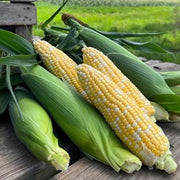 Bolt XR F1 Treated w/ Cruiser Corn