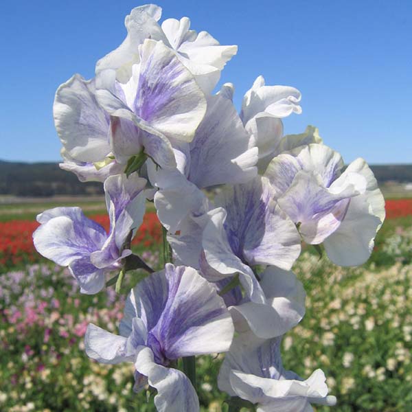 sweet pea seeds from plant Blue Ripple Untreated Sweet Pea Seeds