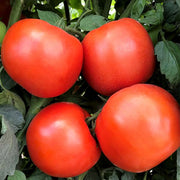 Rambler F1 Untreated Tomato