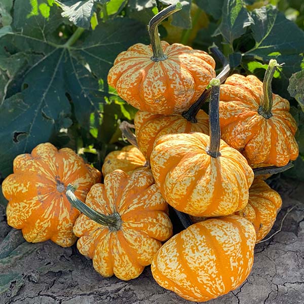 Sunrise F1 Untreated Gourd Seeds Osborne Hybrid Farm Seed Supplier