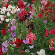 Spencer Mix Untreated Sweet Pea