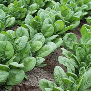 Grant F1 Untreated Spinach