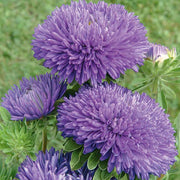 Flower, Aster - Gala Blue Untreated Seeds