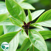 Herb, Basil - Thai Organic Seeds
