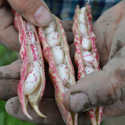Bean, Dry - Teggia Untreated Seeds