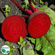 Beet, Red - Merlin F1 Organic Seeds