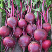 Beet, Red Atlas